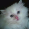 linhE1
