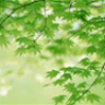 small_maple