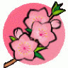 cerisette