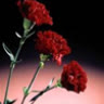 carnation_jp
