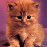 catinuk