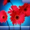 hanah_6