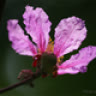 banglangtim_5379