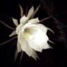 HexeTula