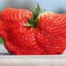 Strawberry_dl