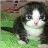 ___CAT___