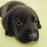chiot_chaton