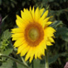 nuthanmattroi_882000