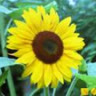 huong_duong_nho_xinh