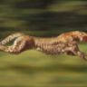 CheetahSpeedy