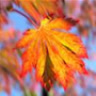 Leaf_Wind