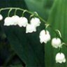 Lily_of_the_valley