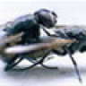 ba_gia