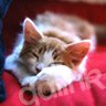 meocongianxao