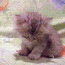 miow