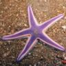 starfish1412