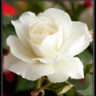 thuylinh285