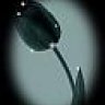 black_tulip