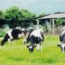 thaophuong0608