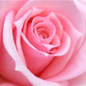 rose1978