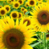 sunfIower
