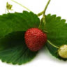 Moraceae