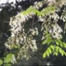 duchoang08