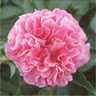 carnation04