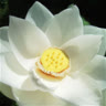 wlotus