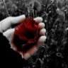 Dianthus
