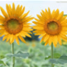 sunflwr