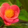 xiaohutie
