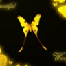 lonelyCat83