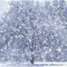 tuanwinter