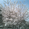 WhiteXmas