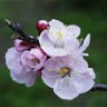 Spring08
