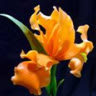 irisflower2
