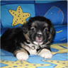 tuanspuppy