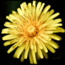 sunflower080