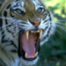 TIGER99VST