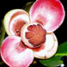 mangosteen8