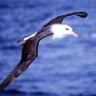 OceanBird