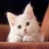 meoanh168