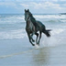 wildhorse09