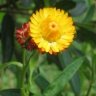 flowerdied