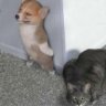 fan_cat
