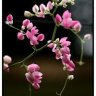 Cat_Tuong