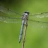 dragonfly_hp