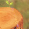wood_n_stone