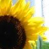 Sunflower83